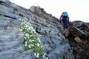 65 Menomale qualche bel fiore !
